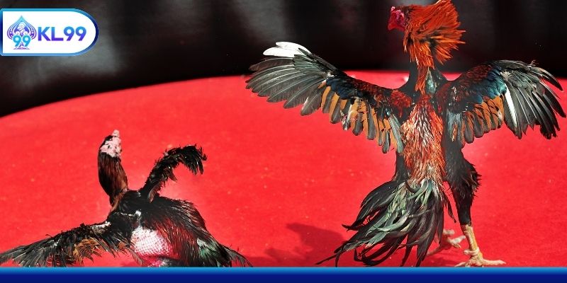 Hàng trăm trận đá gà được trực tuyến sinh động